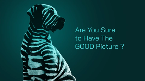 visuel d'un chiot labrador avec des zébrures. Slogan :  Are you sure to have the goog picture ?